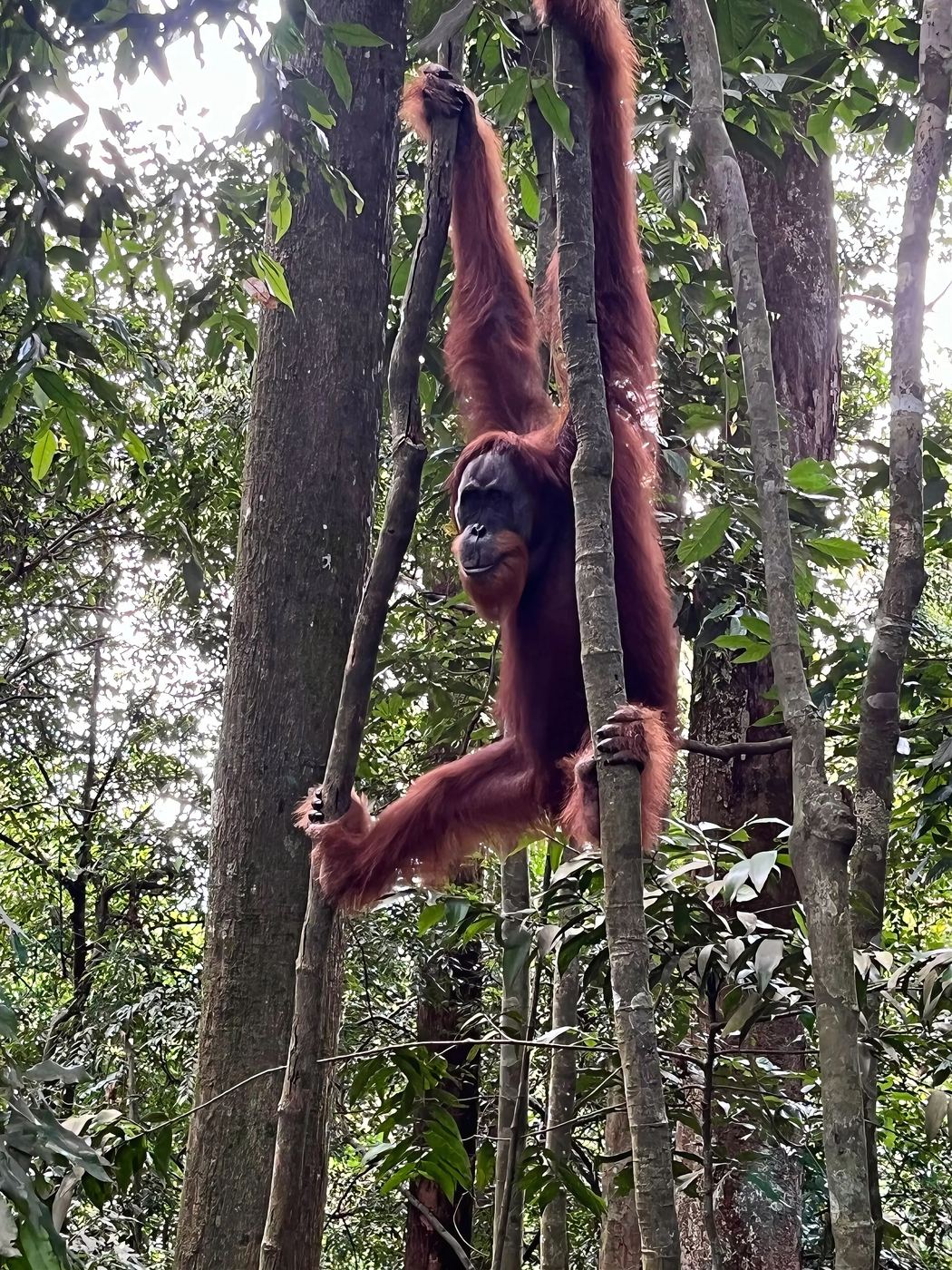Дикий орангутанг звисає з ліан між деревами у первинному лісі Danum Valley