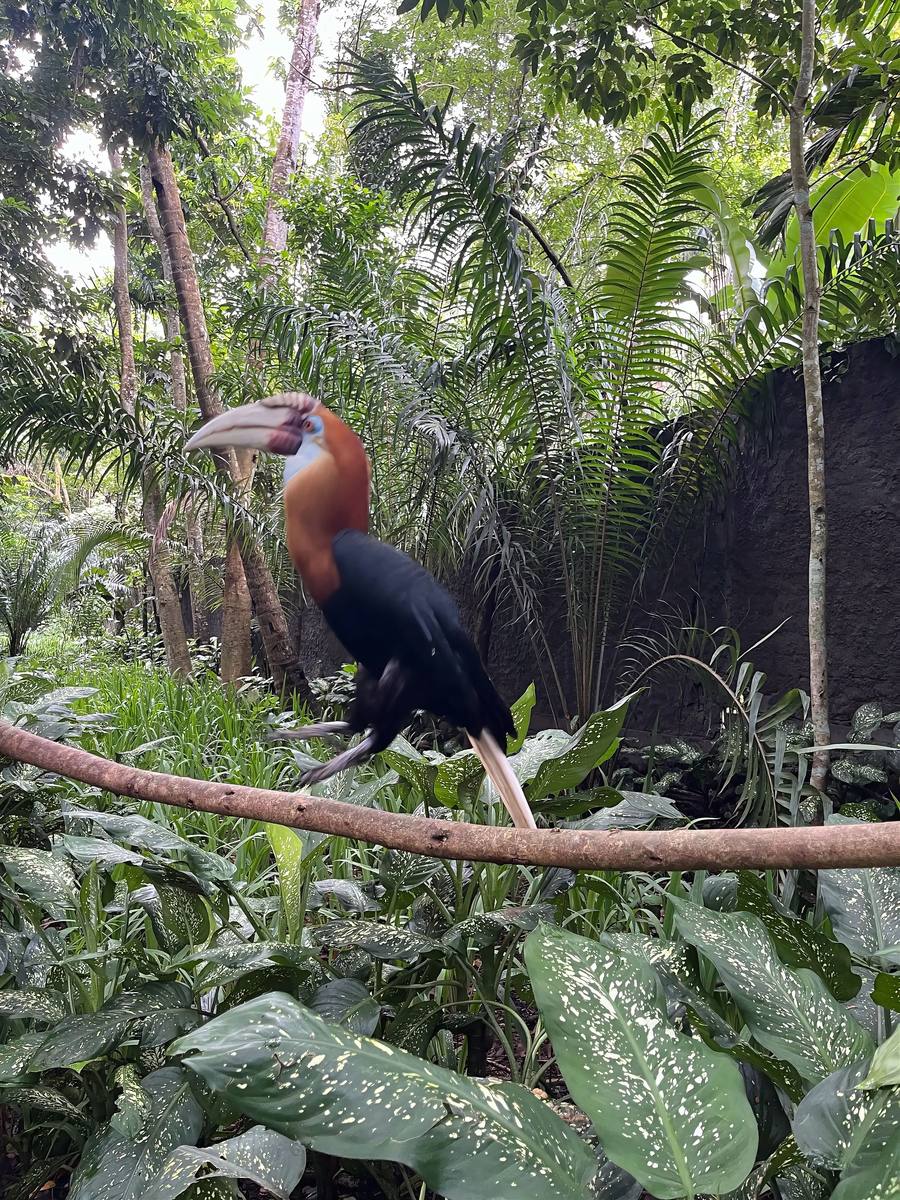 Дзьоборіг сидить на гілці серед первинного лісу Danum Valley