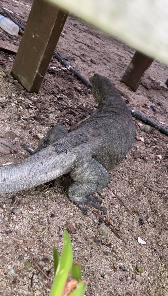 Водяний варан на березі в Kinabatangan